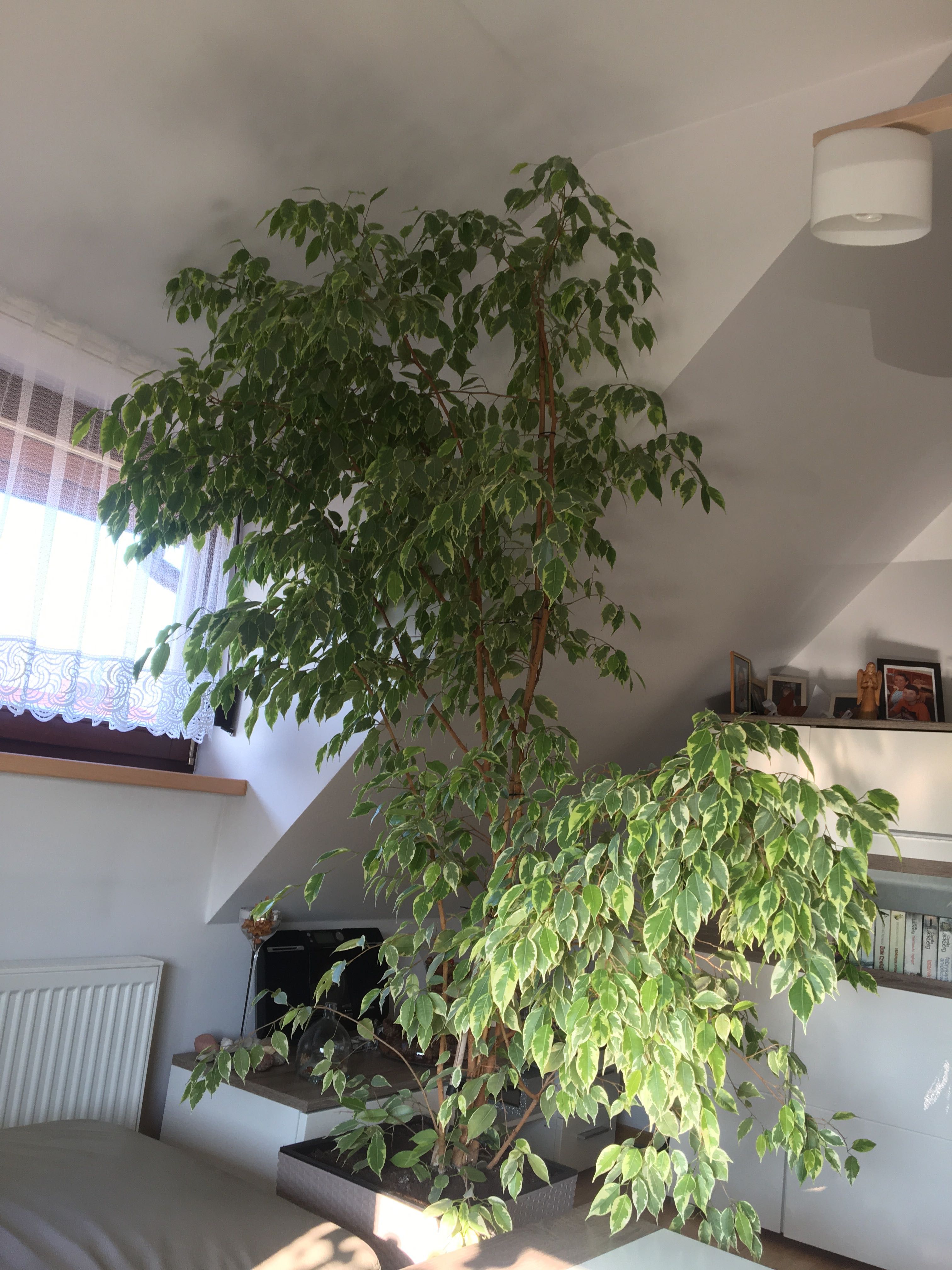 Duży benjaminek wys 230 cm