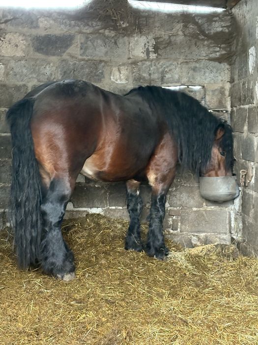 Sprzedam źrebne klacze