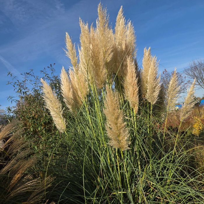 Trawa pampasowa kwiatostany