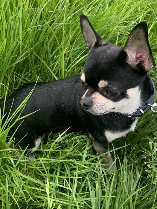 Красавчик Чихуахуа Вязка