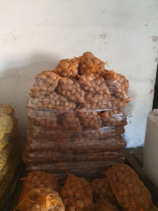 Ziemniaki Soraya Mellody Bellarosa Quinn Anna