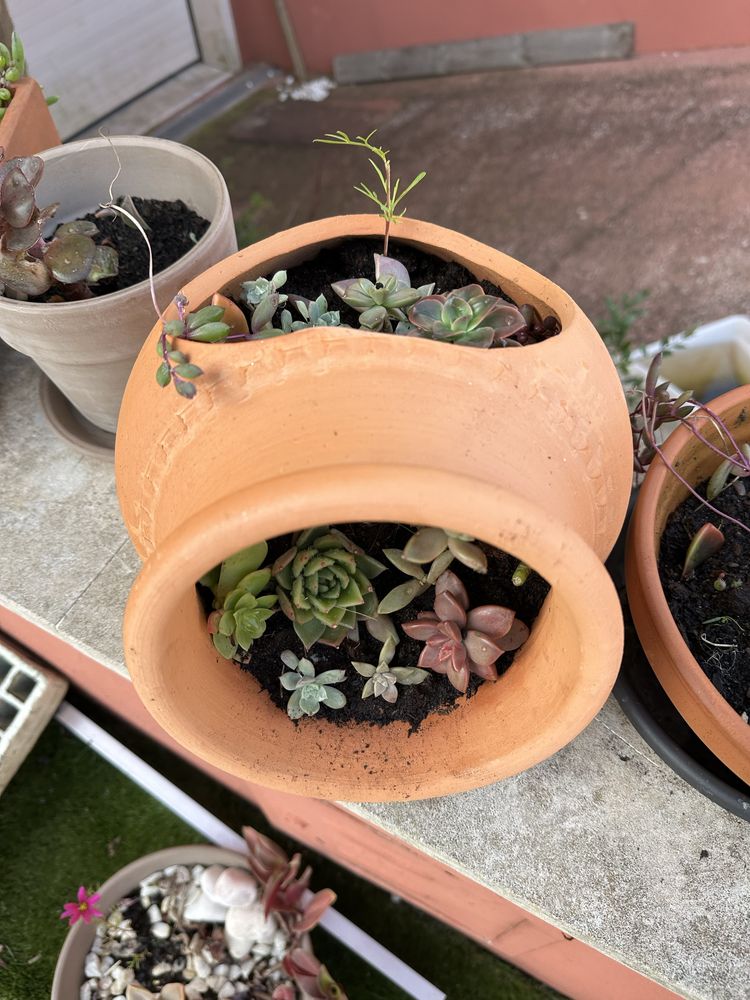 Vaso com suculentas variadas