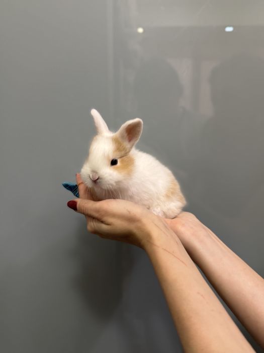 Нідерландський карликовий кролик супер  міні