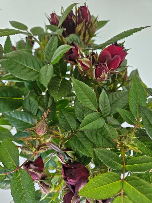 Róża szczepiona czerwona na pniu – Rosa 'Rubra'