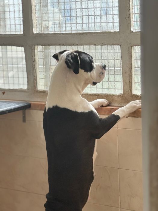 Cadela para adoção
