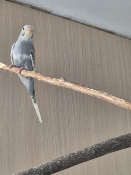 Młode papugi faliste