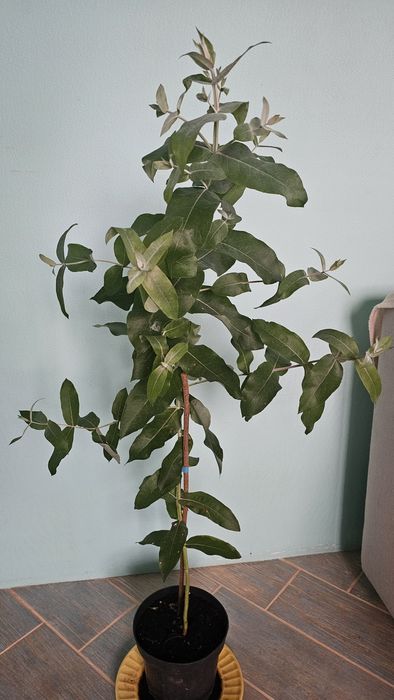 Евкаліпт Blue gum