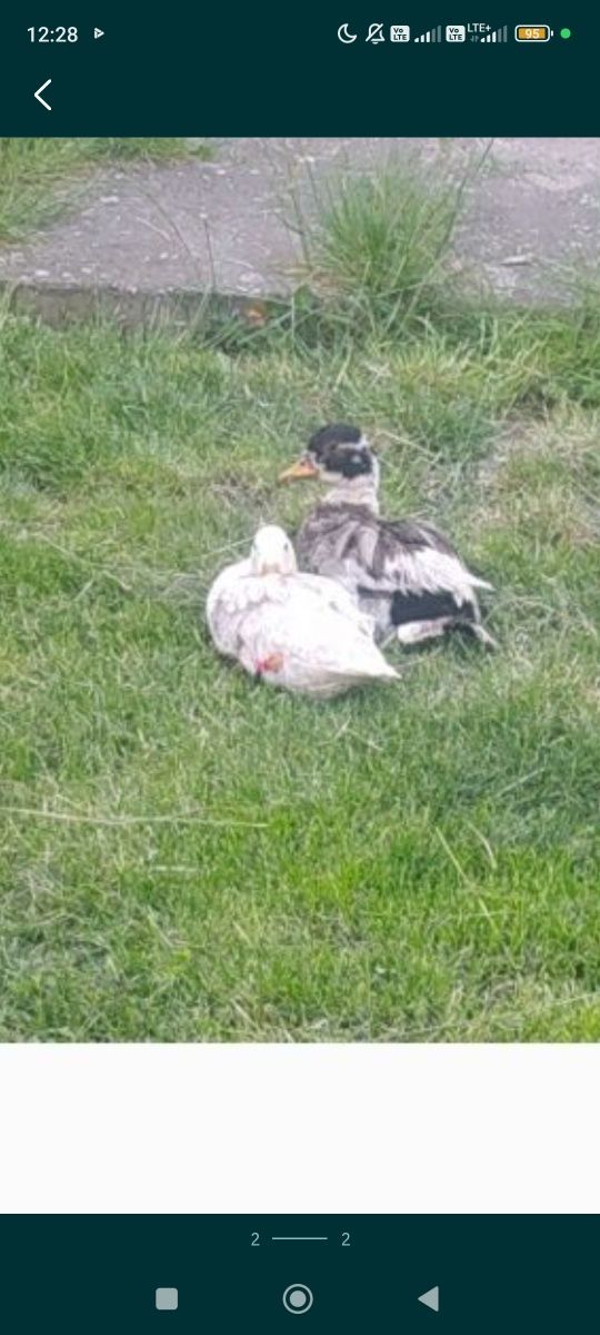 Skradziono parkę kaczuszek miniaturowych Call Ducka