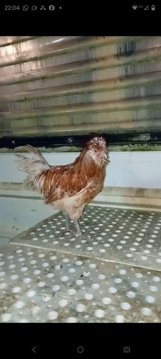 Galinhas Paduanas Camurça