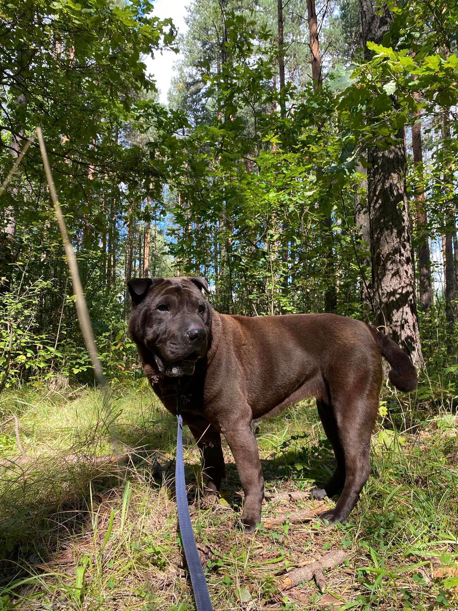 Shar-pei Kufa do adopcji