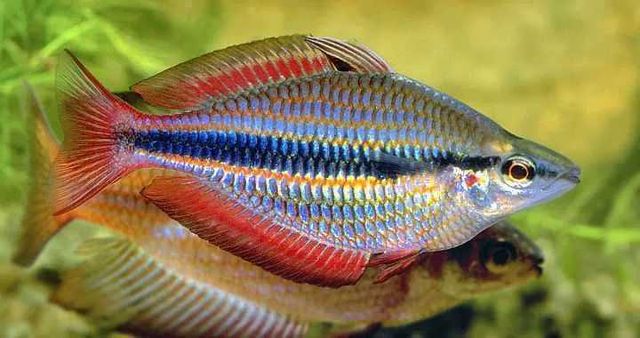 GB (Melanotaenia trifasciata)Tęczanka trójpręga, trójbarwna dowóz ryb!