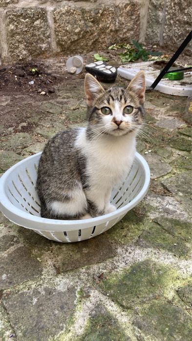 Gatinhos bebes para adocao