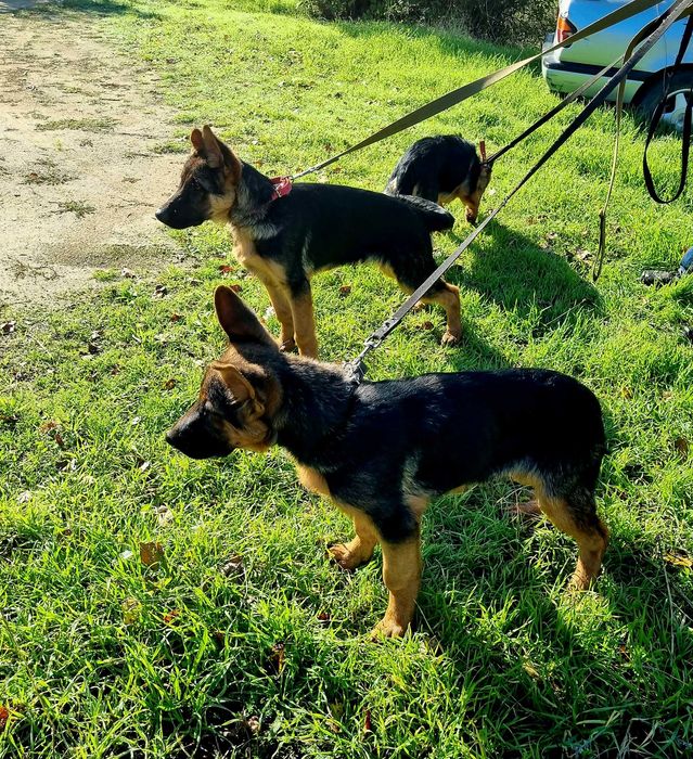 немецкая овчарка супер щенки для охраны