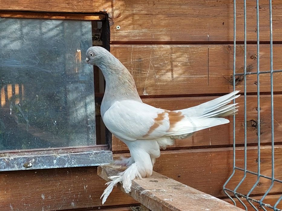 Blauwinder ,samiec 25r. Ładny gołąb. Pulsujący