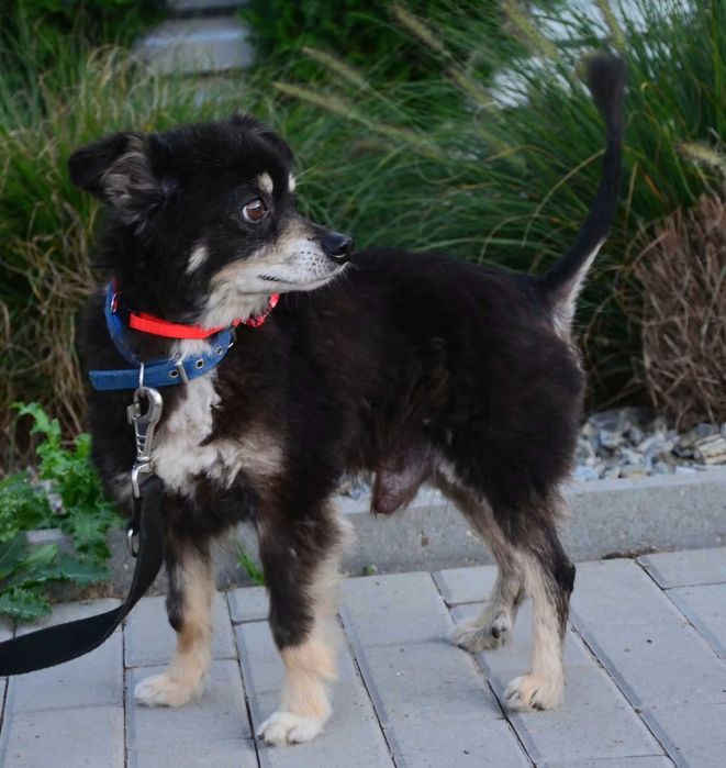 Pokochaj Grzybka- malutki śliczny piesek szuka domu