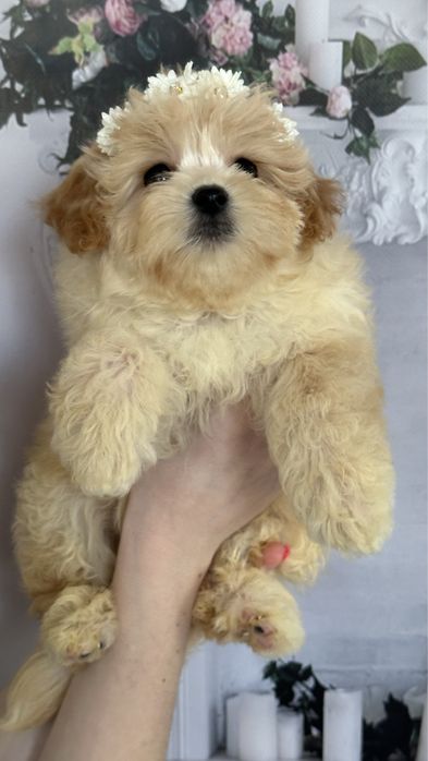 Дівчинка мальтипу ф1, міні