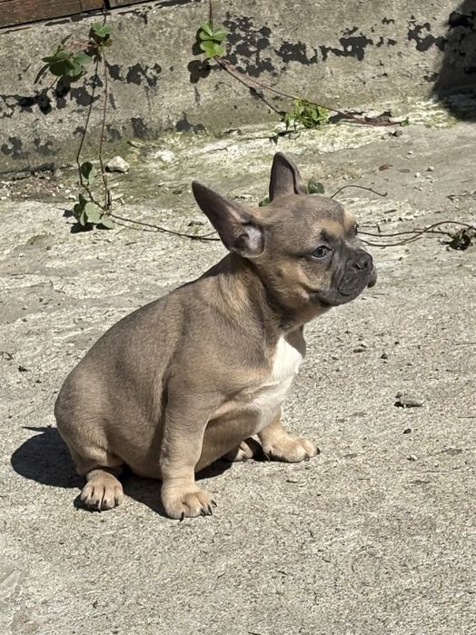 Buldog Francuski suczka