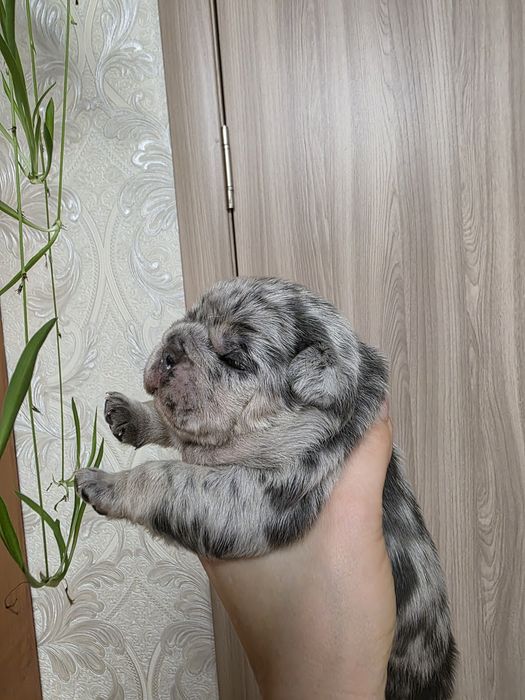 Красуня дівчинка з геном флаффі