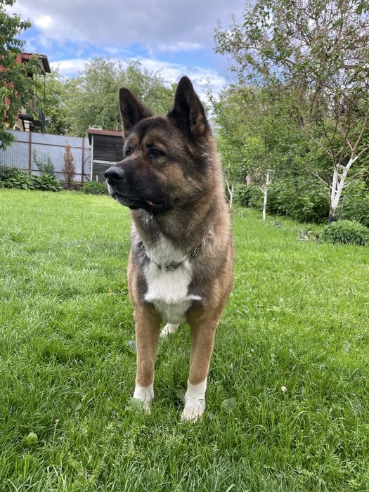 Вязка Акіти амеріканскоі шукаємо дівчинку для гарного хлопця