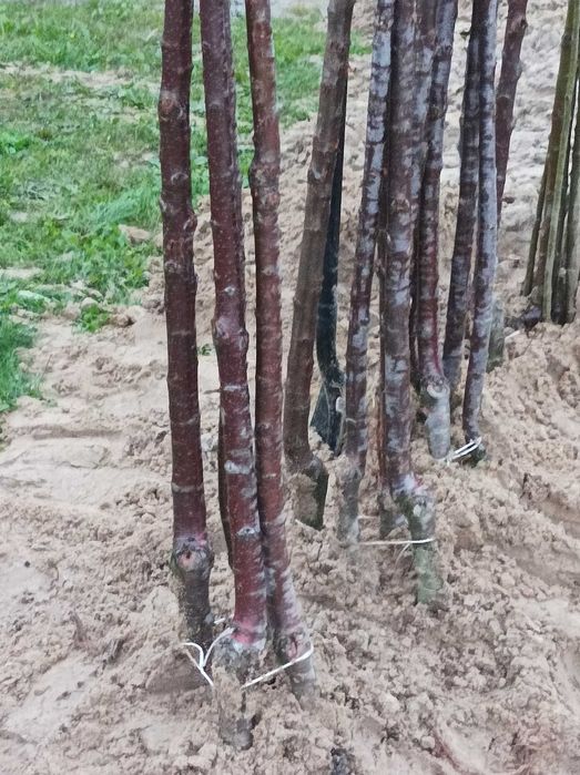 Wiśnie japońskie ozdobne.