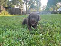 Szczenięta labrador retriever