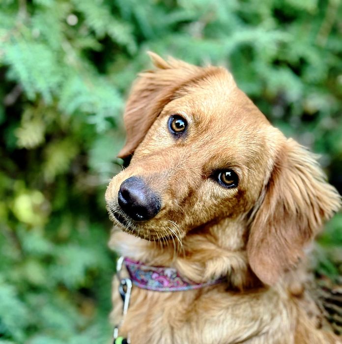 8-miesięczny Max do adopcji