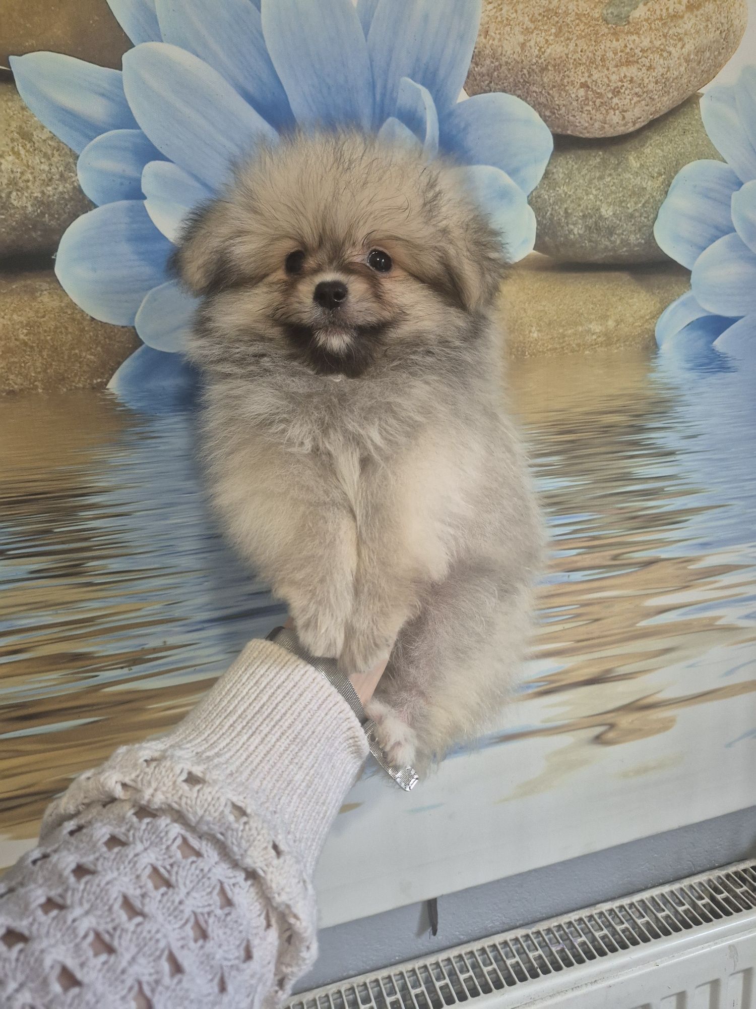 Pomapoo. Hybrida.