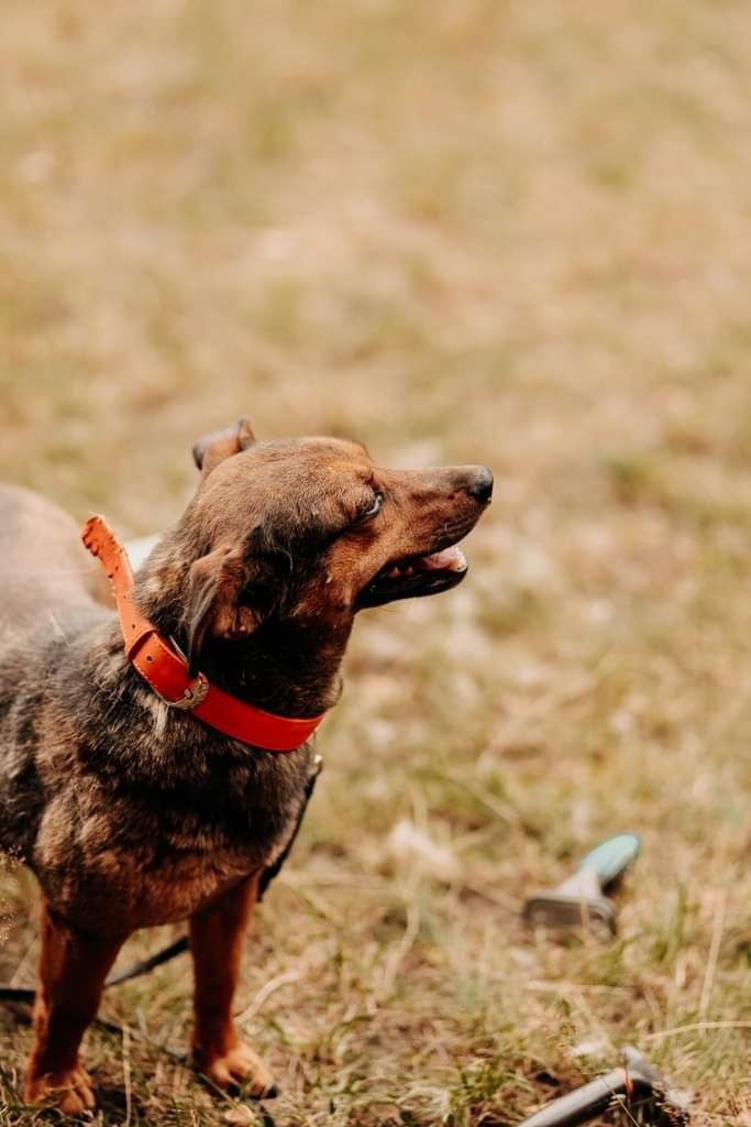 Jerry poleca się do adopcji