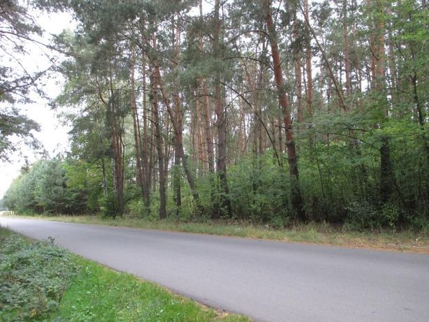 Działka leśna rekreacyjna piękny las Poddębice Bałdrzychów
