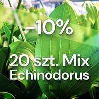 Rośliny akwariowe MIX 20 sztuk Echinodorus - Żabienice - plantacja