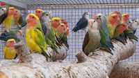 Papugi nierozłączki czerwonoczelne szeki