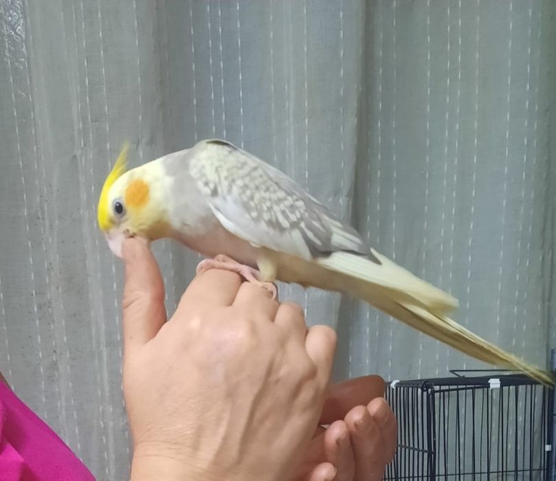 Caturra macho Arlequim Canela Face Amarela e Roseicollis, criados à mã