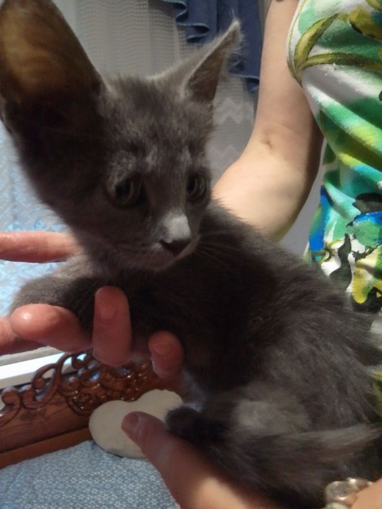 Безкоштовно в добрі руки котик!