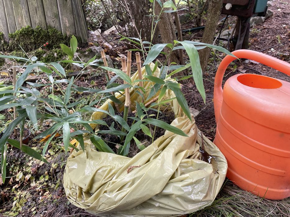 Bambus Phyllostachys bissetti bissetta bisseti