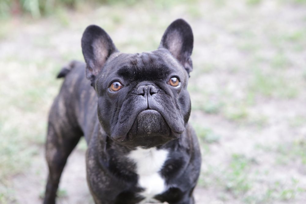 Вязка французский бульдог