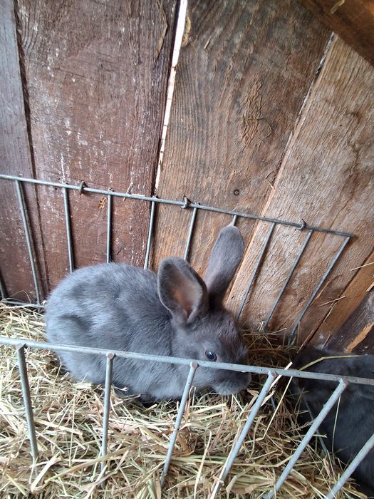 Sprzedam króliki wiedeńskie