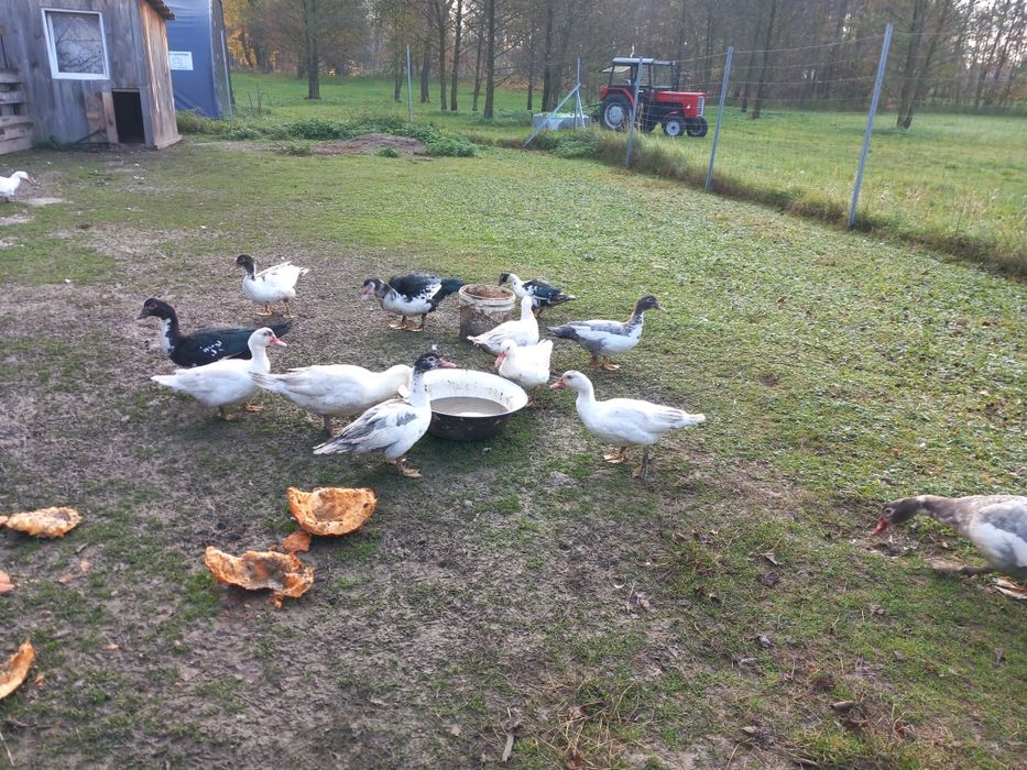 Kaczki pizmowe francuskie i bieguski z tego roku.