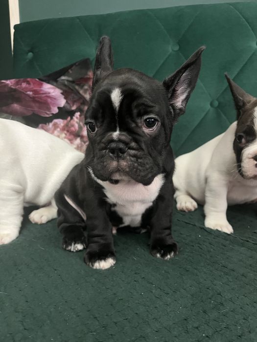 Buldog francuski chłopiec gotowy do odbioru