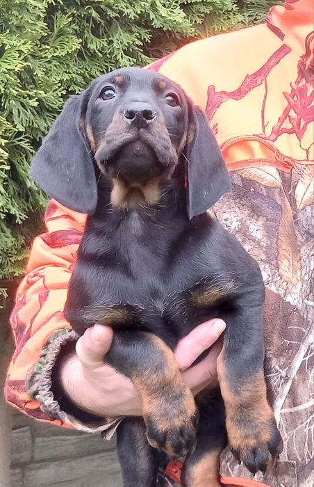 Gończy Polski -Piesek ZKwP