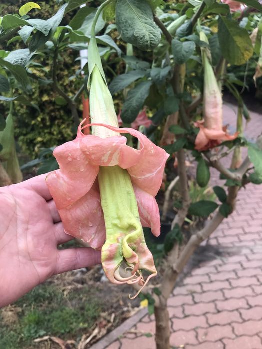 1 patyk do samodzielnego ukorzenienia pelny gratis pojedynczy kwiat
