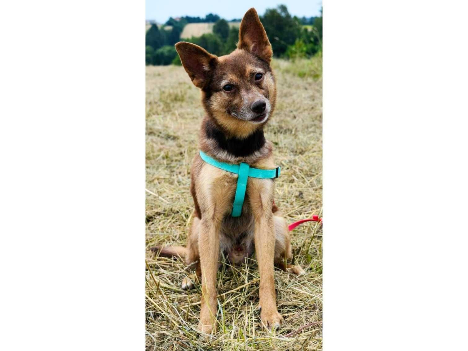 Nieduży (9kg), WESOŁY,domowy - idealny dla rodzin