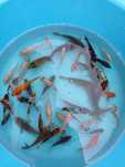 Carpas koi jovens