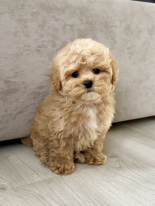 Дівчинка мальтипу