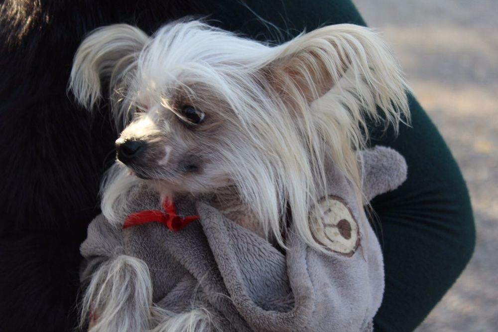 Голий кітайський пацан шукає собі невєху