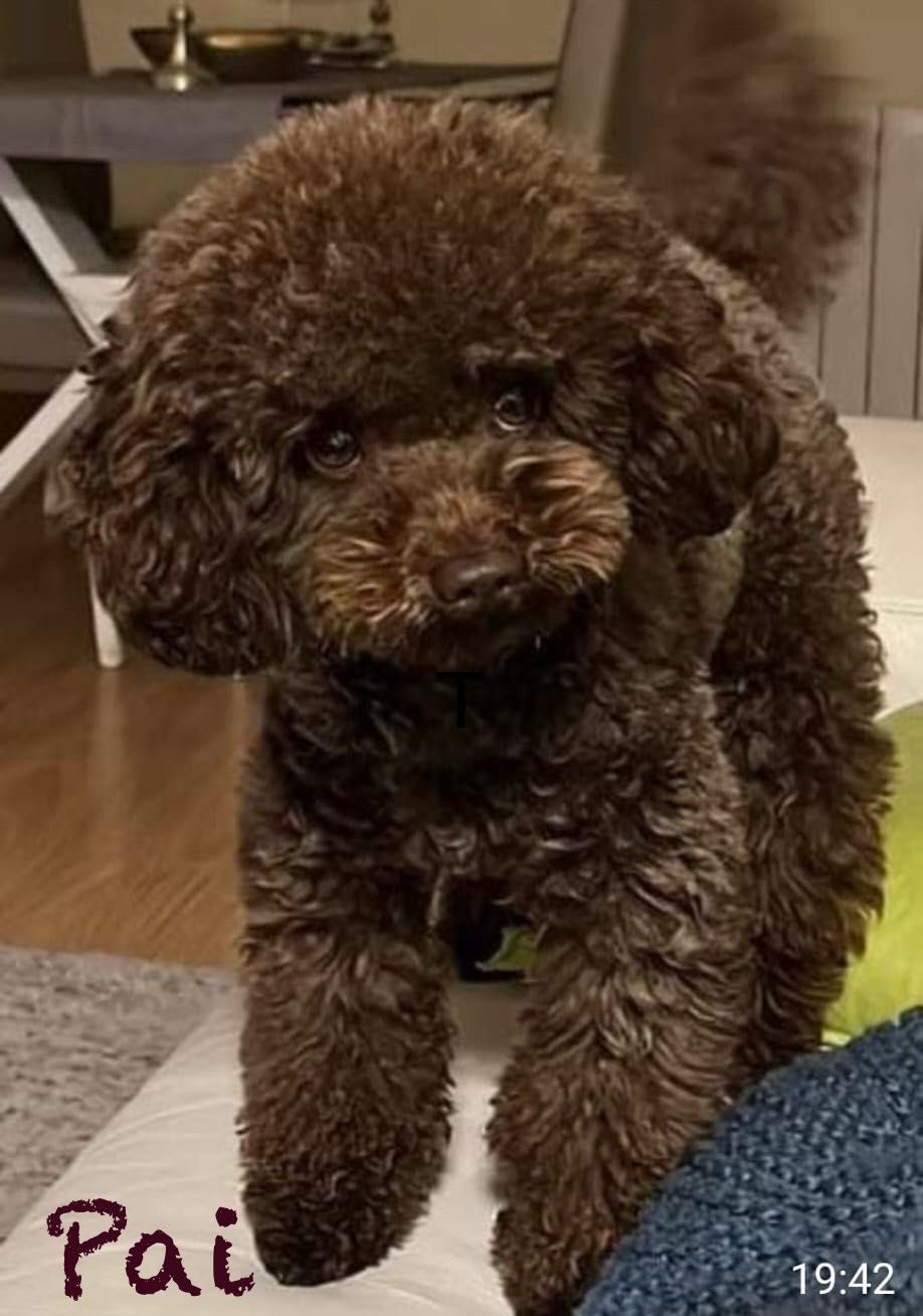 Lindo puppy de poodle toy procura novo dono!!!