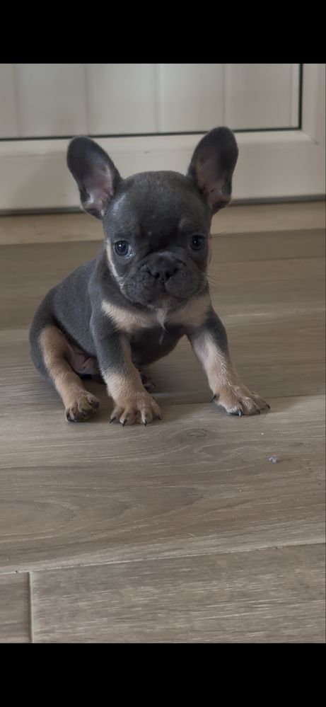 Bulldog frances macho