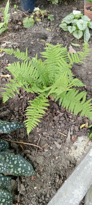 Папоротник...Кочедыжник ниппонский