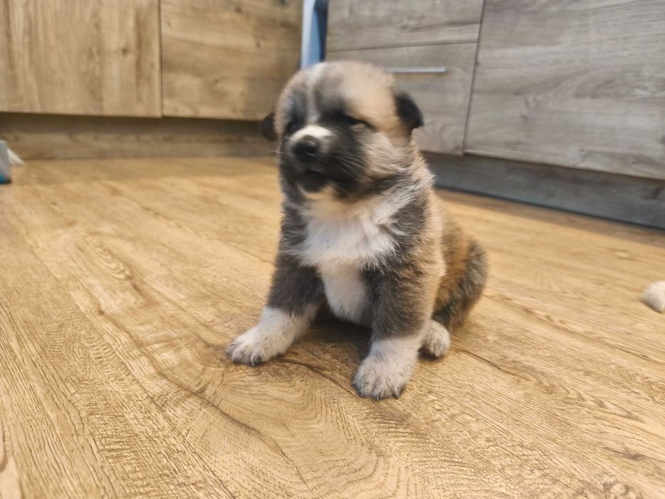 Szczeniak Akita Inu