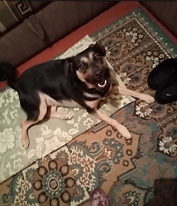 Віддам у добрі руки безкоштовно собачку