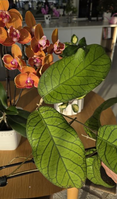 Продам Хойя Мередити Грин.  Срез